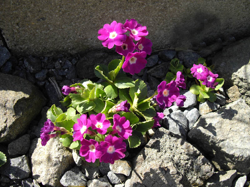 Primula x pubescens 'Carmen' photo